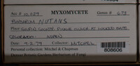 Physarum nutans image